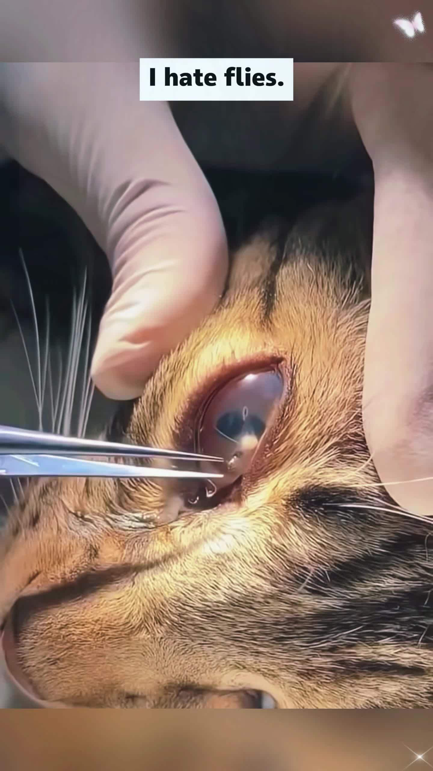 @Animal rescue tips