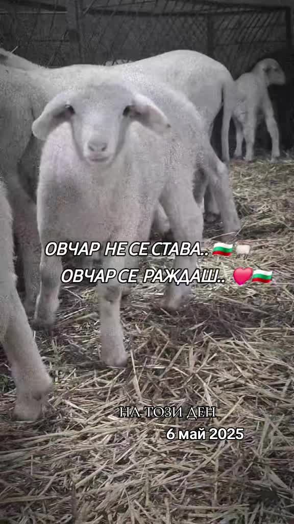 @ꨄ𝒉𝒂𝒅𝒛𝒉𝒊𝒆𝒗𝒂ꨄ