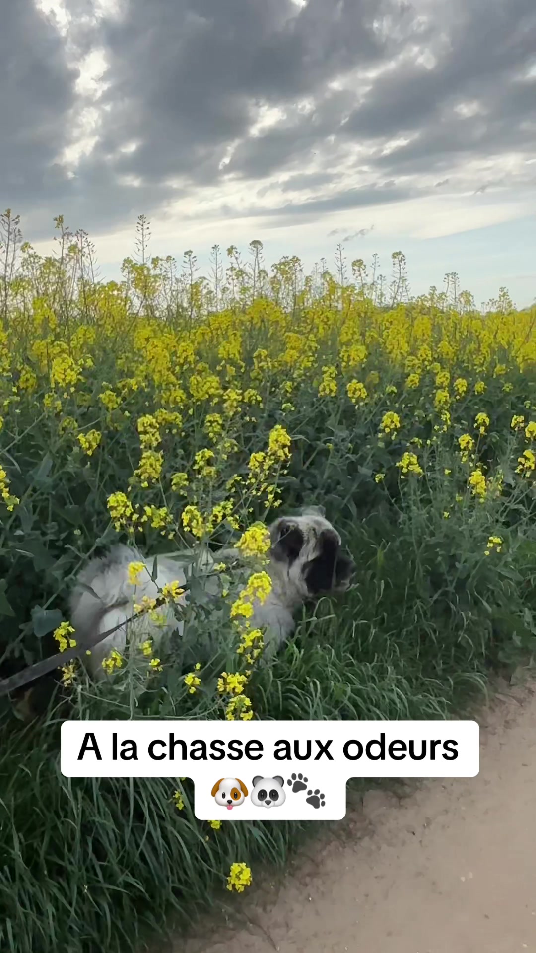 @Moon 🐶🐼🐾