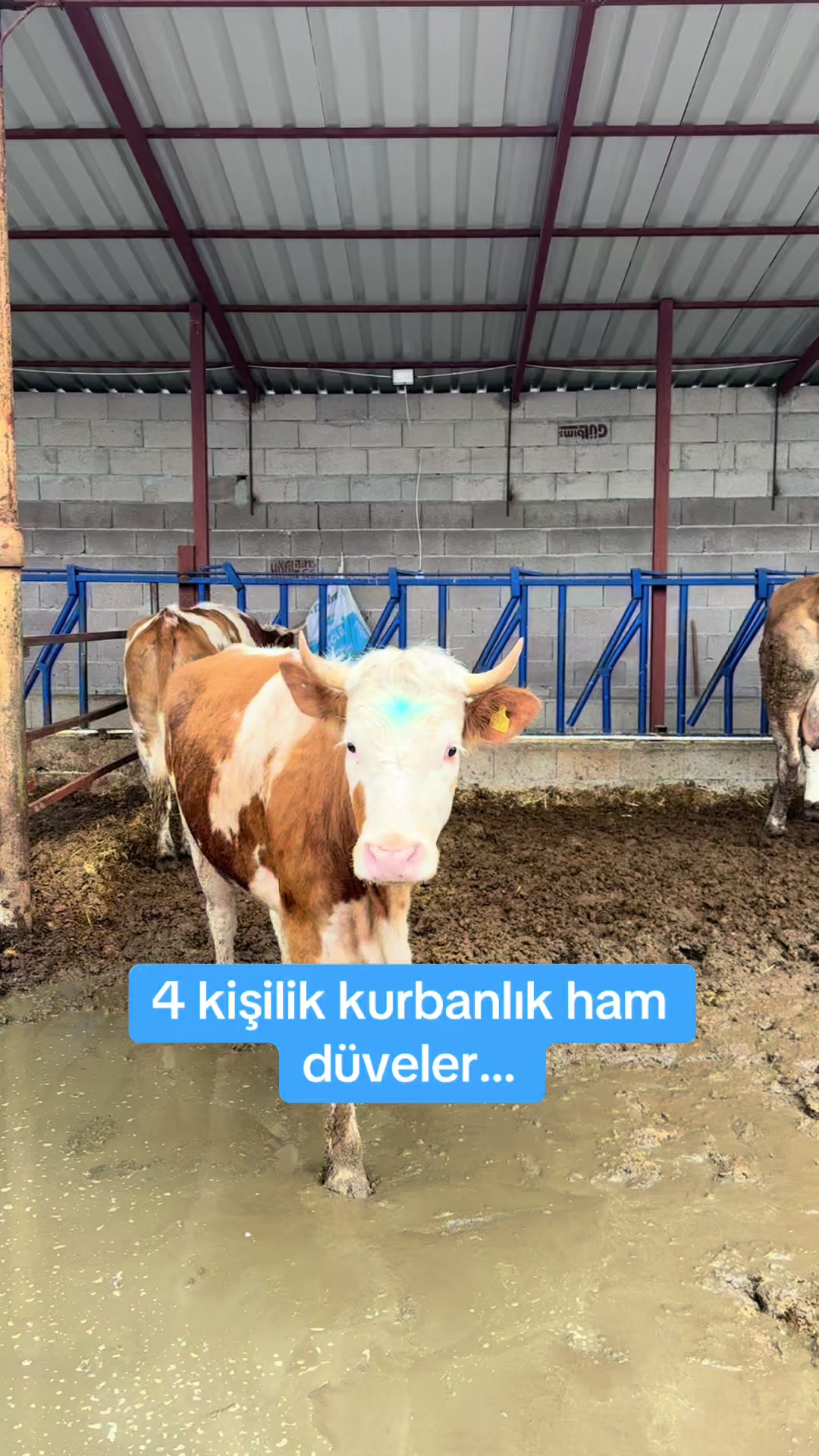 @⚡İbrahim AK&Ccedil;İ&Ccedil;EK⚡