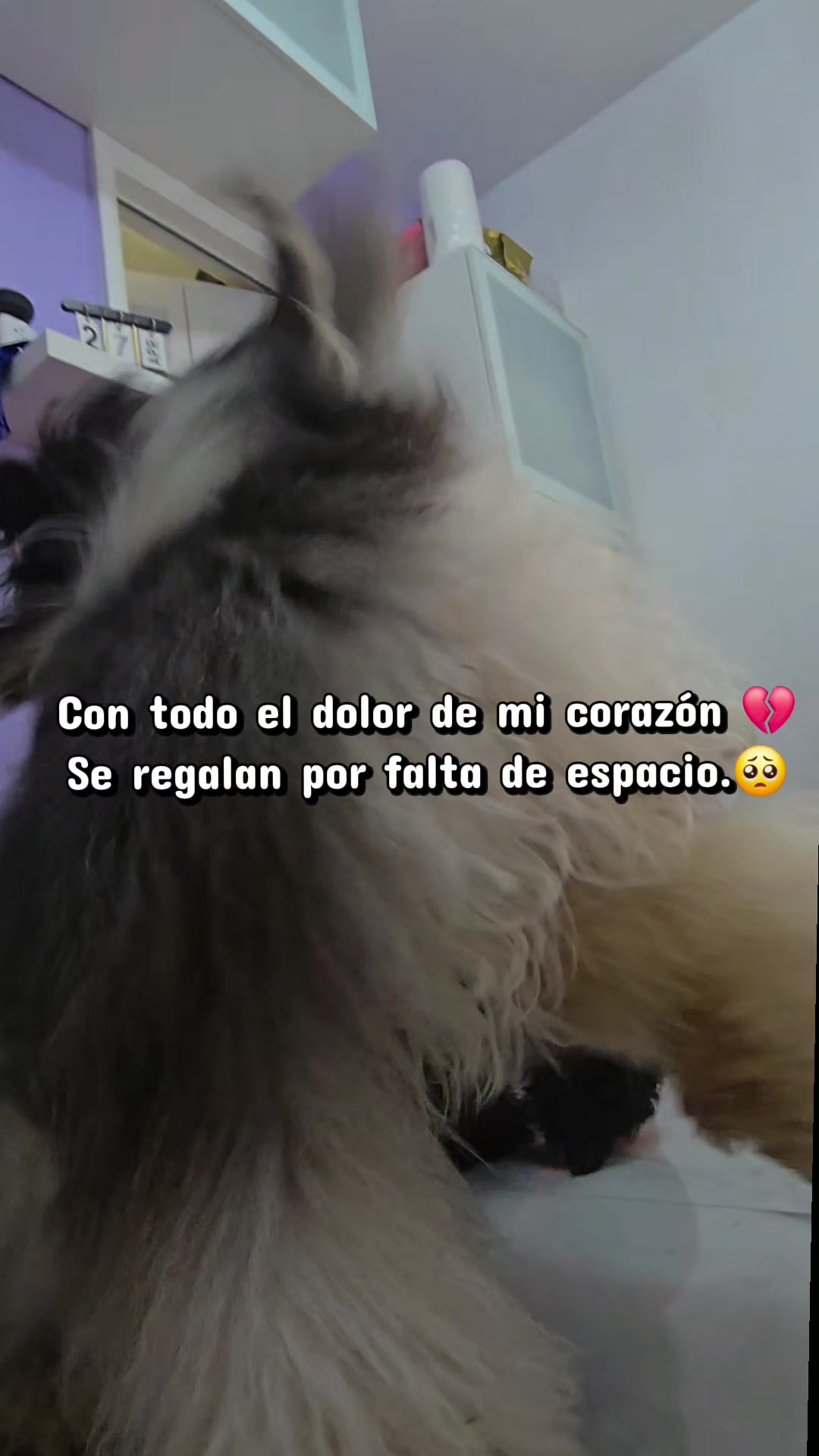 @Meryelinrivero1