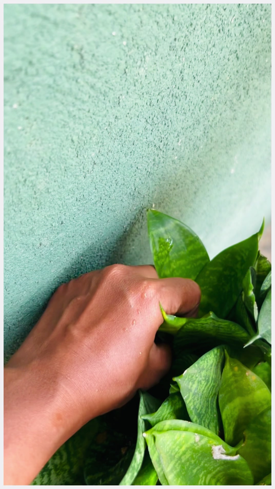 @Happy Plants