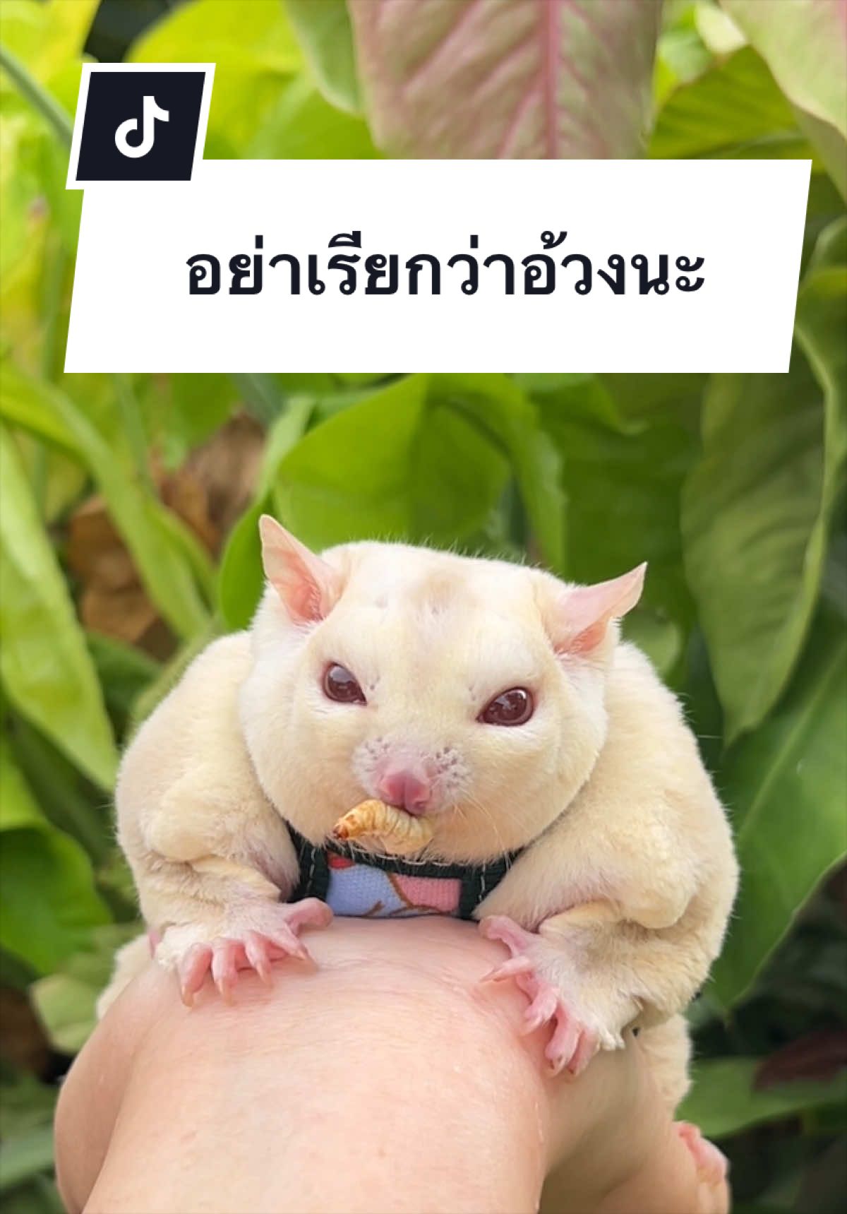 @anniezwoo