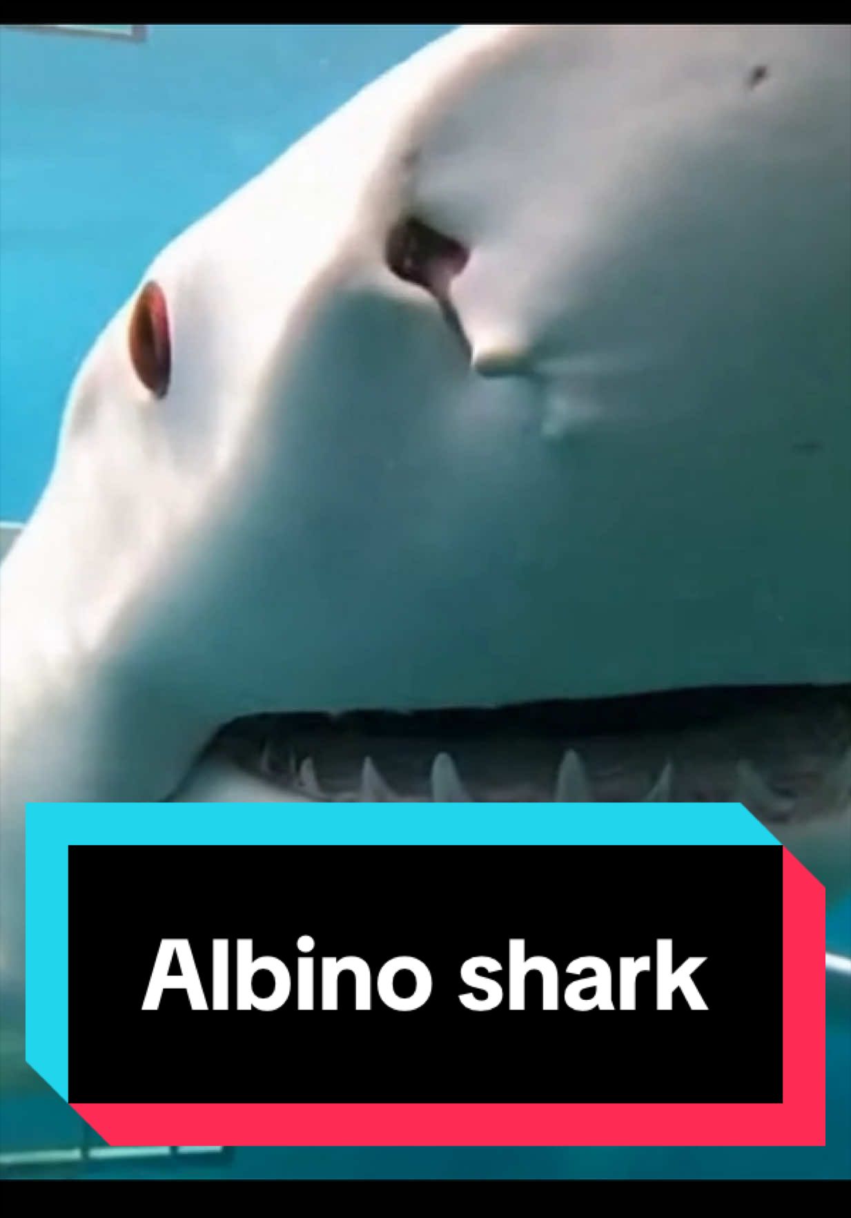@The Shark Mommy