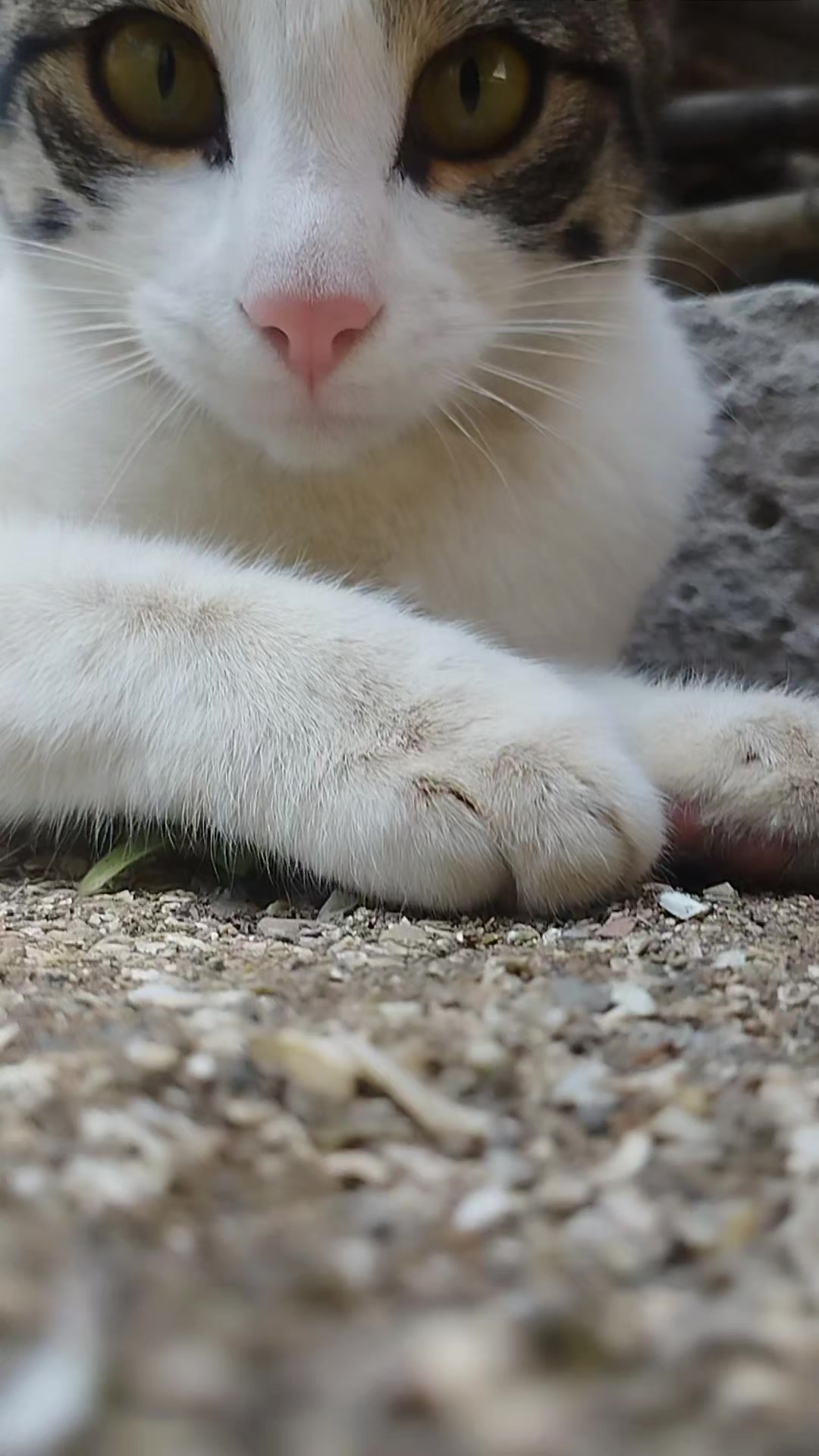 @🐾