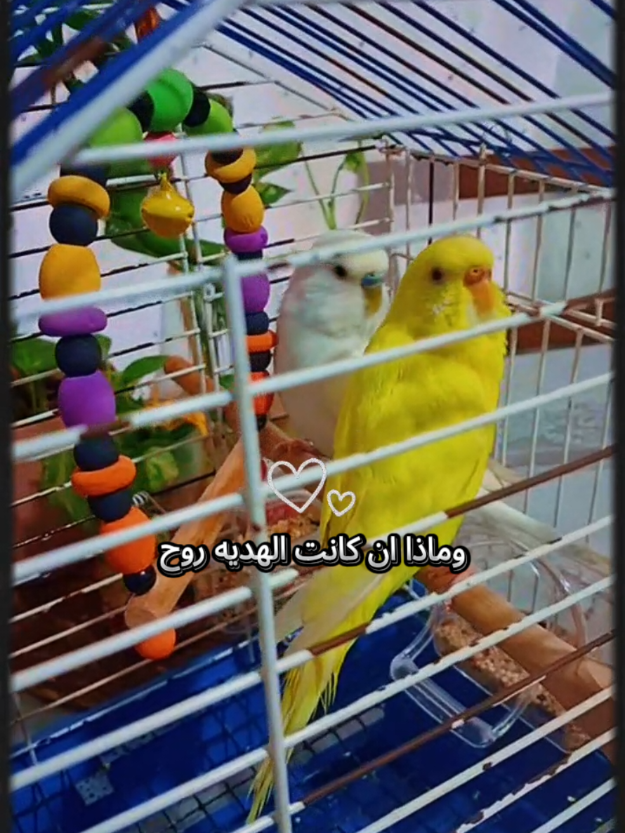 @Ruweyda🌼