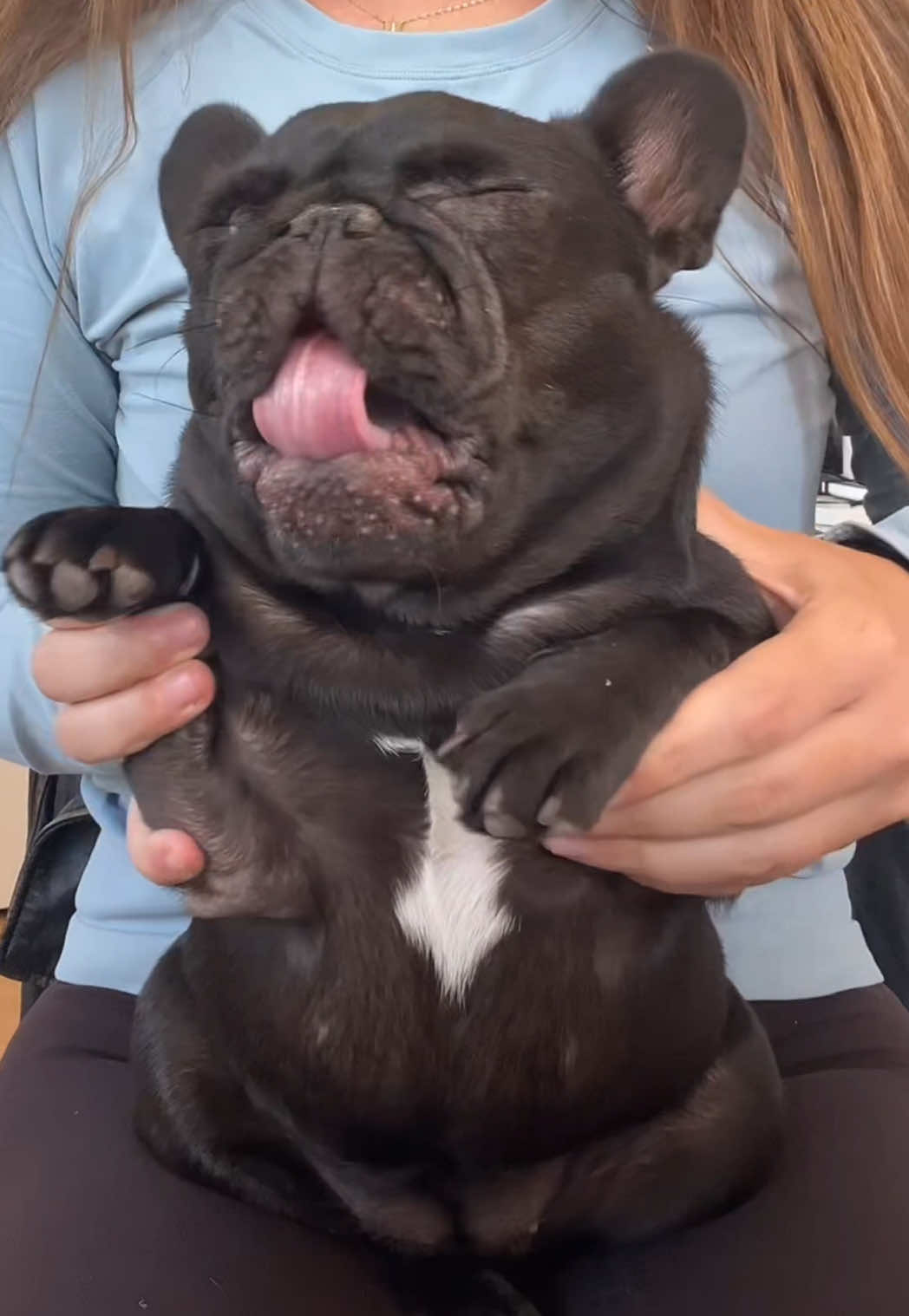 @Mabel the Frenchie