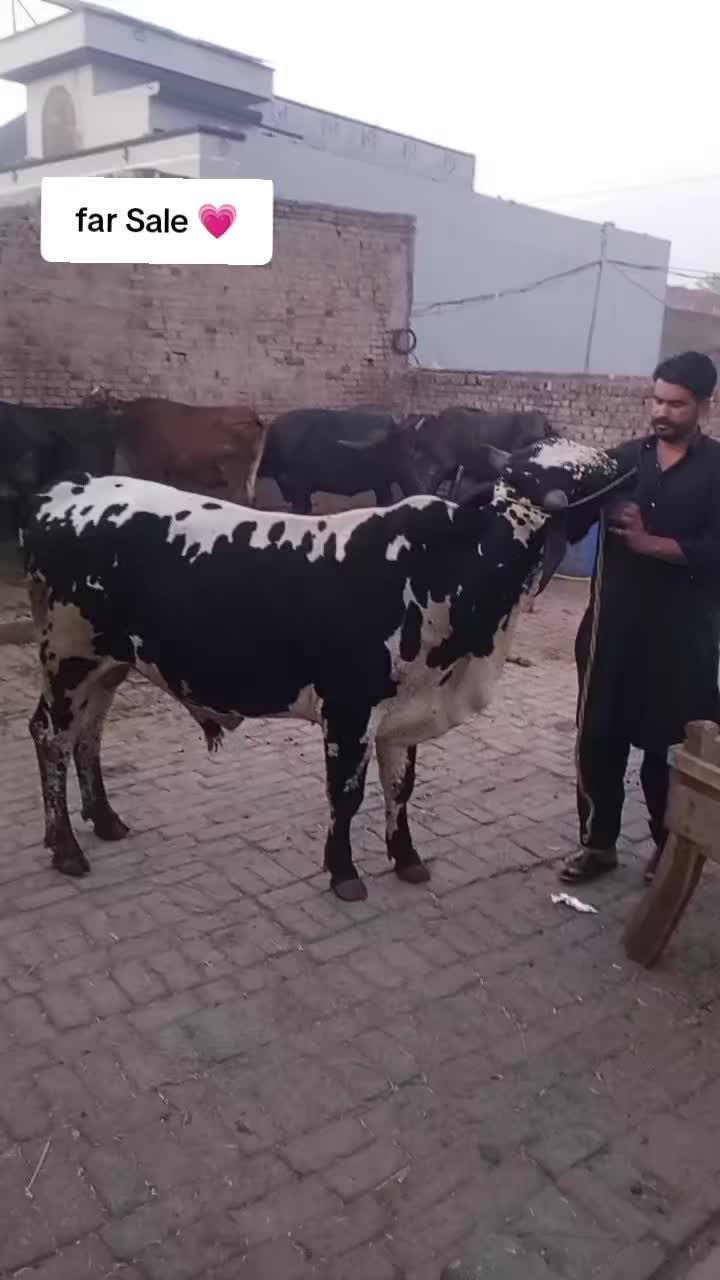 @Ch Shani Gujjar 99