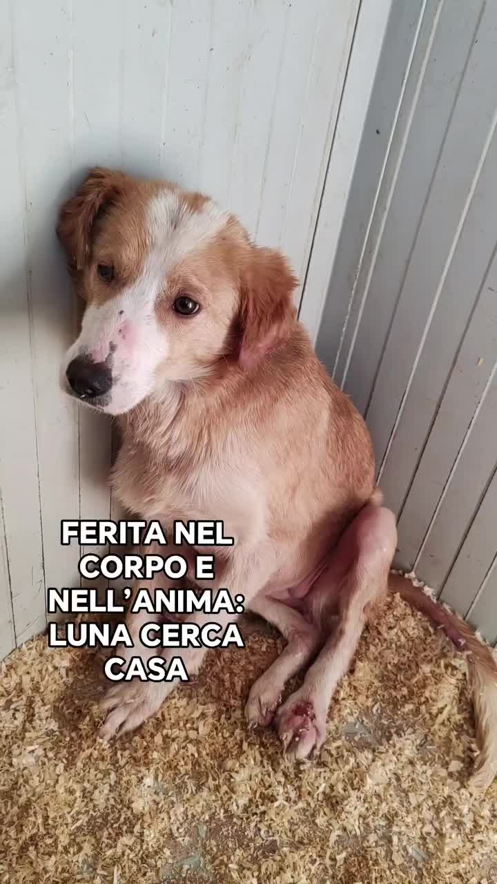 @cuore.animale