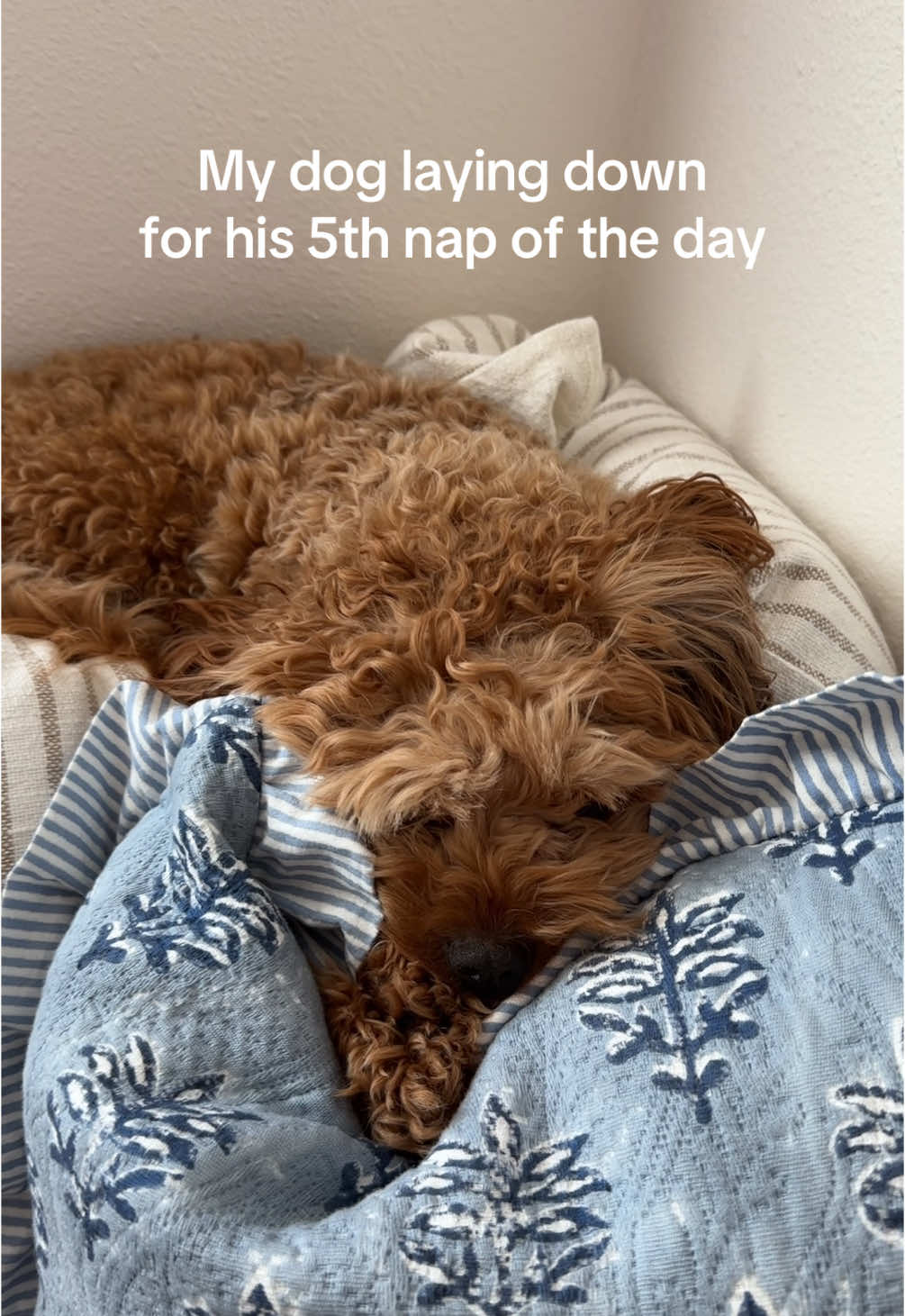 @Leo the Cavapoo