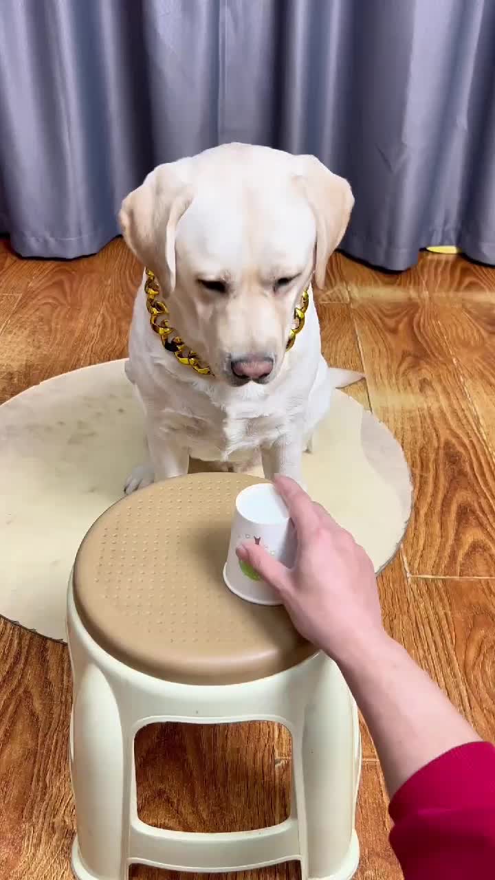 @dogadoption