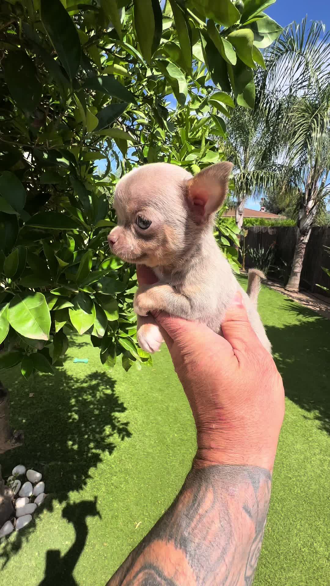@Mascotas ,cachorritos bonitos
