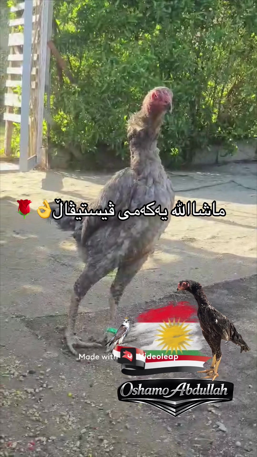 @ئۆشامۆ عبدالله🥇