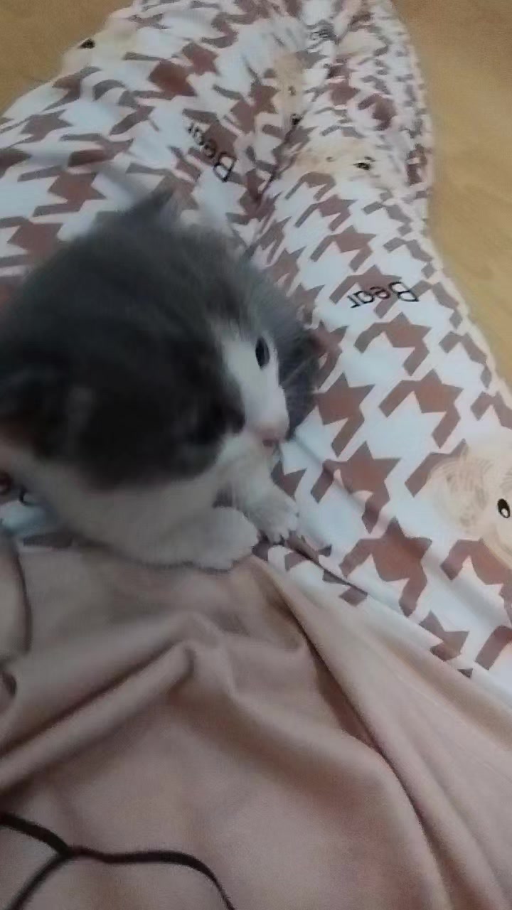 @🐾