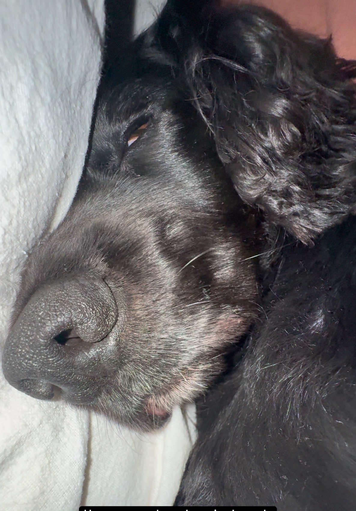 @Spaniel Explorers