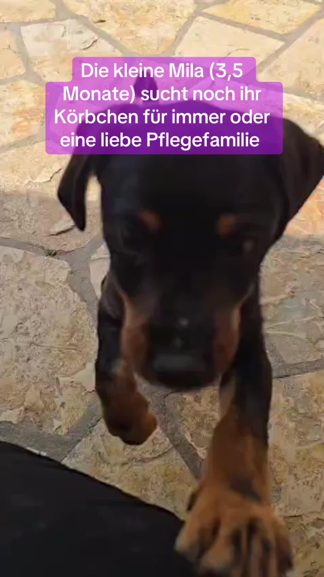 @Ankerhunde e.V.