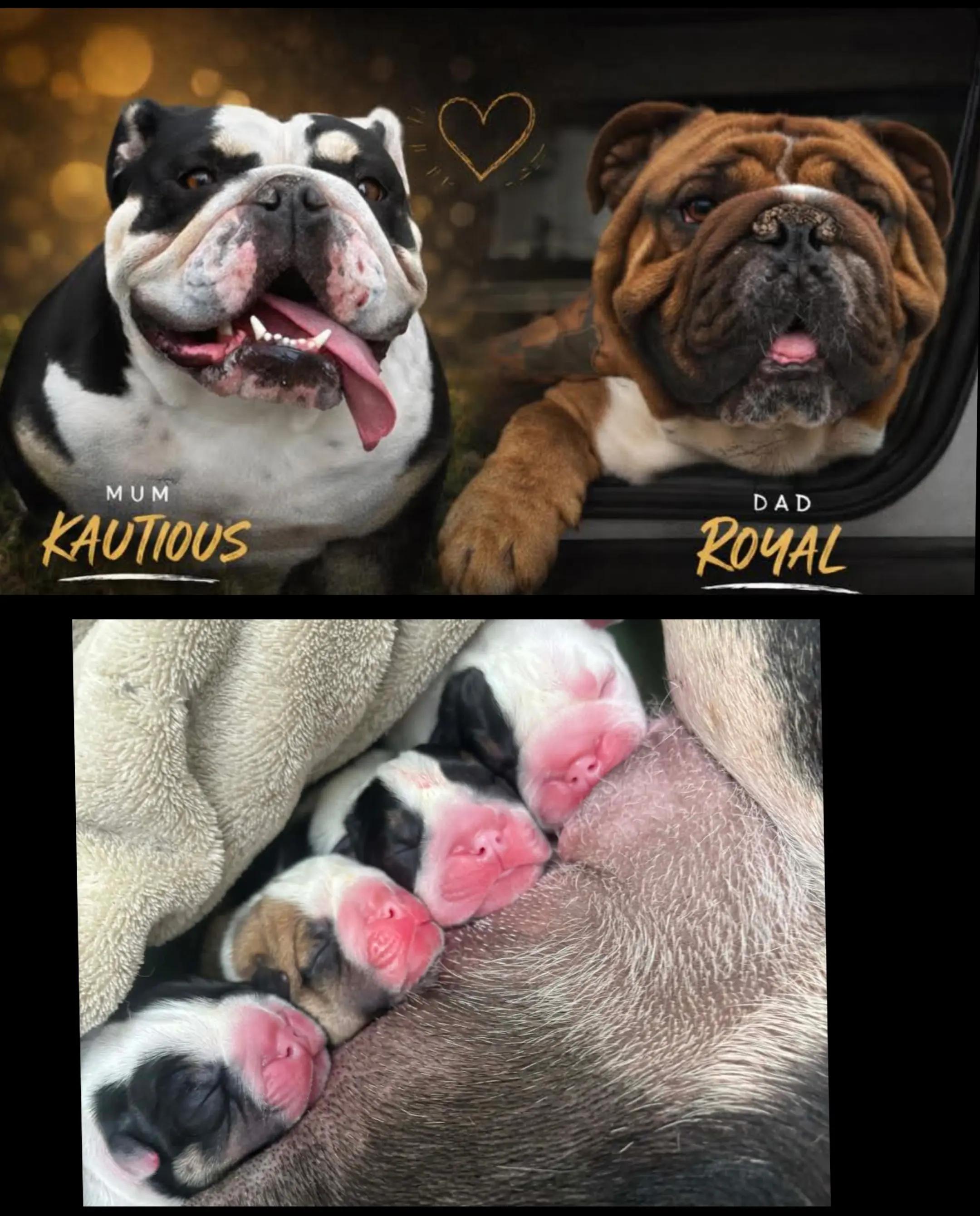 @Bulliciious Bulliez NZ