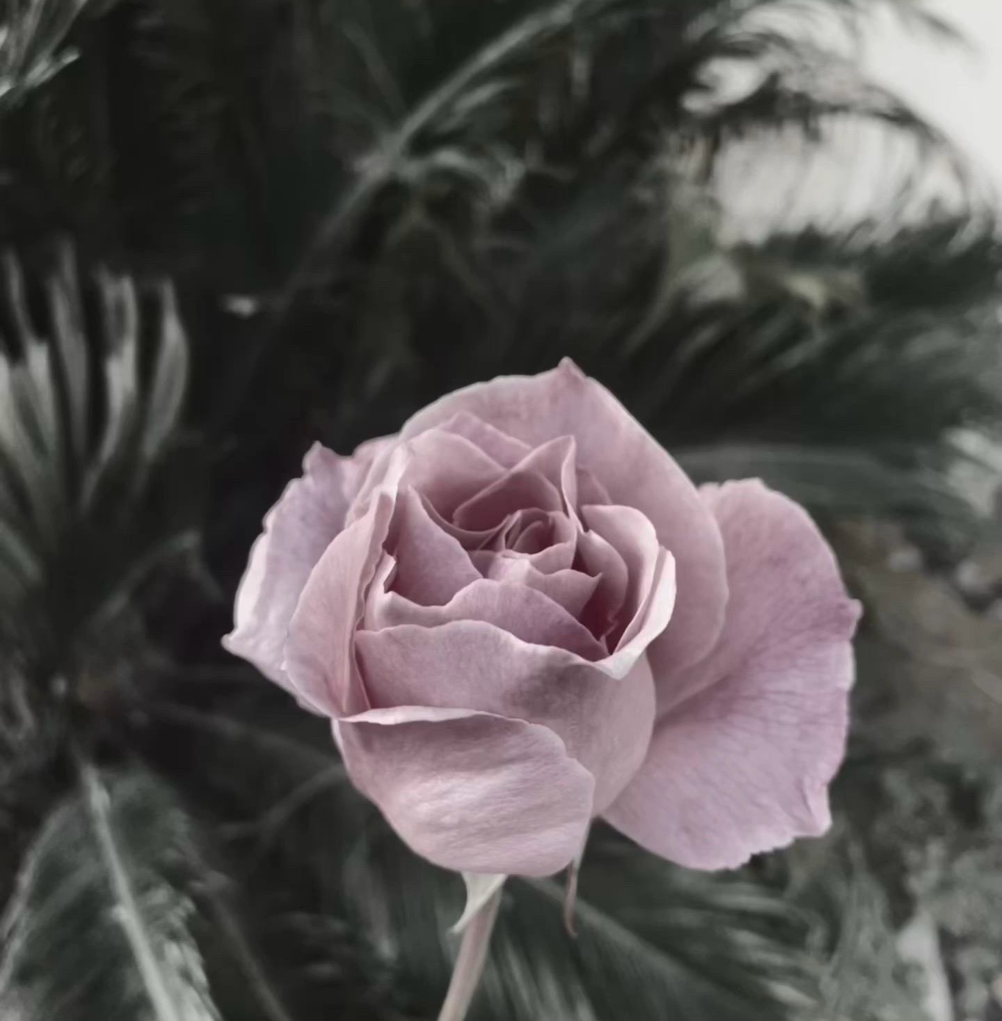 @Summer 🥀 Solina 🥀 Krislin