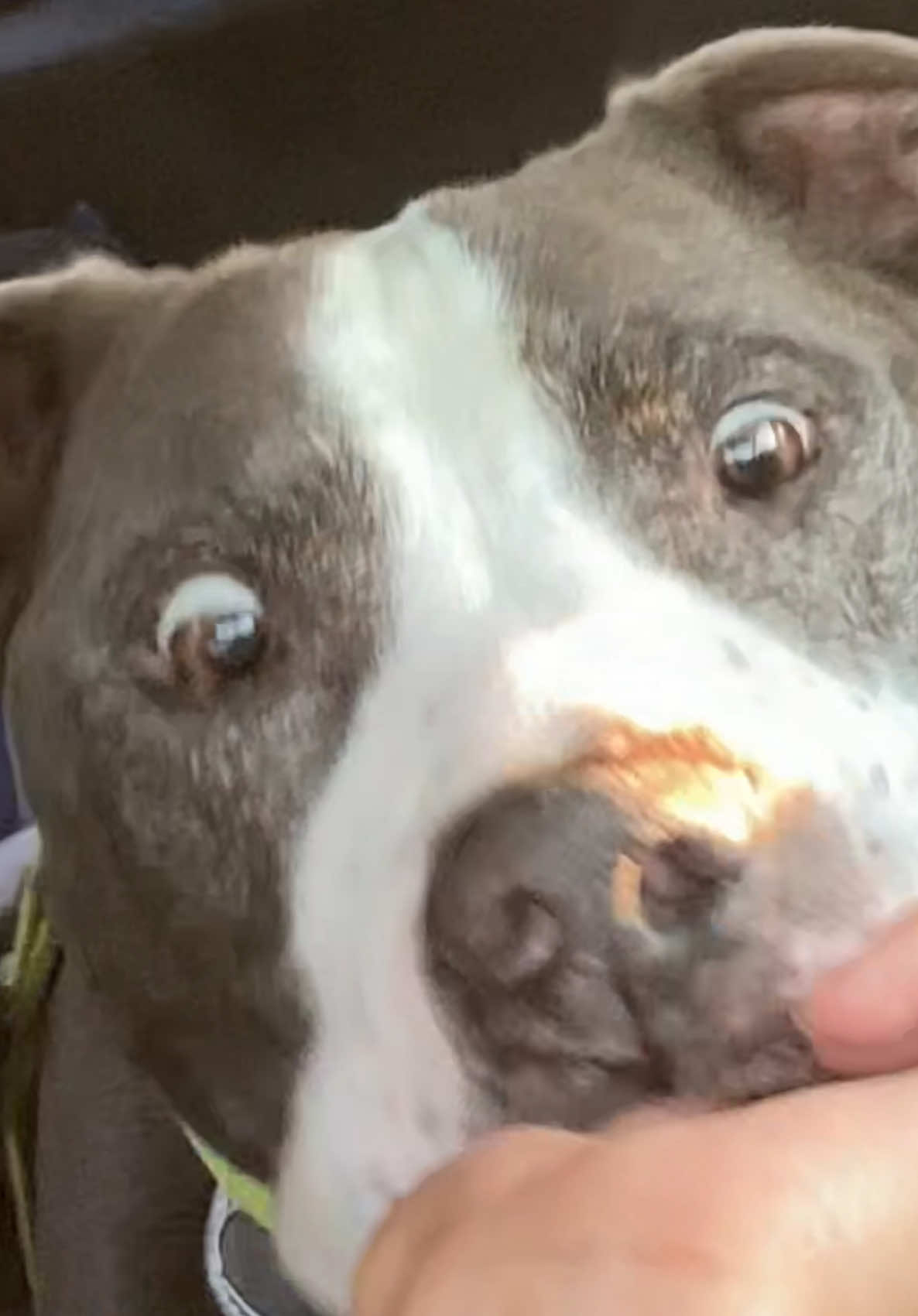 @caponethepitty