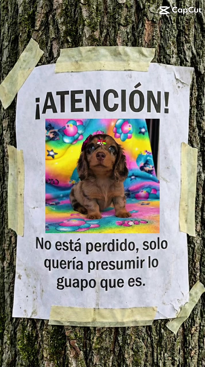 @LOS SALVAJES