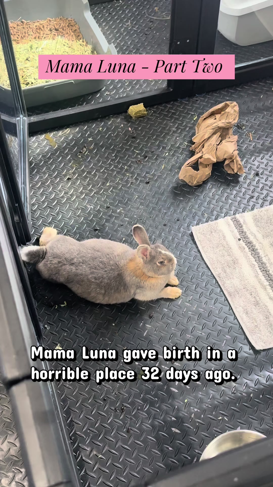 @Romeo Rabbit Rescue