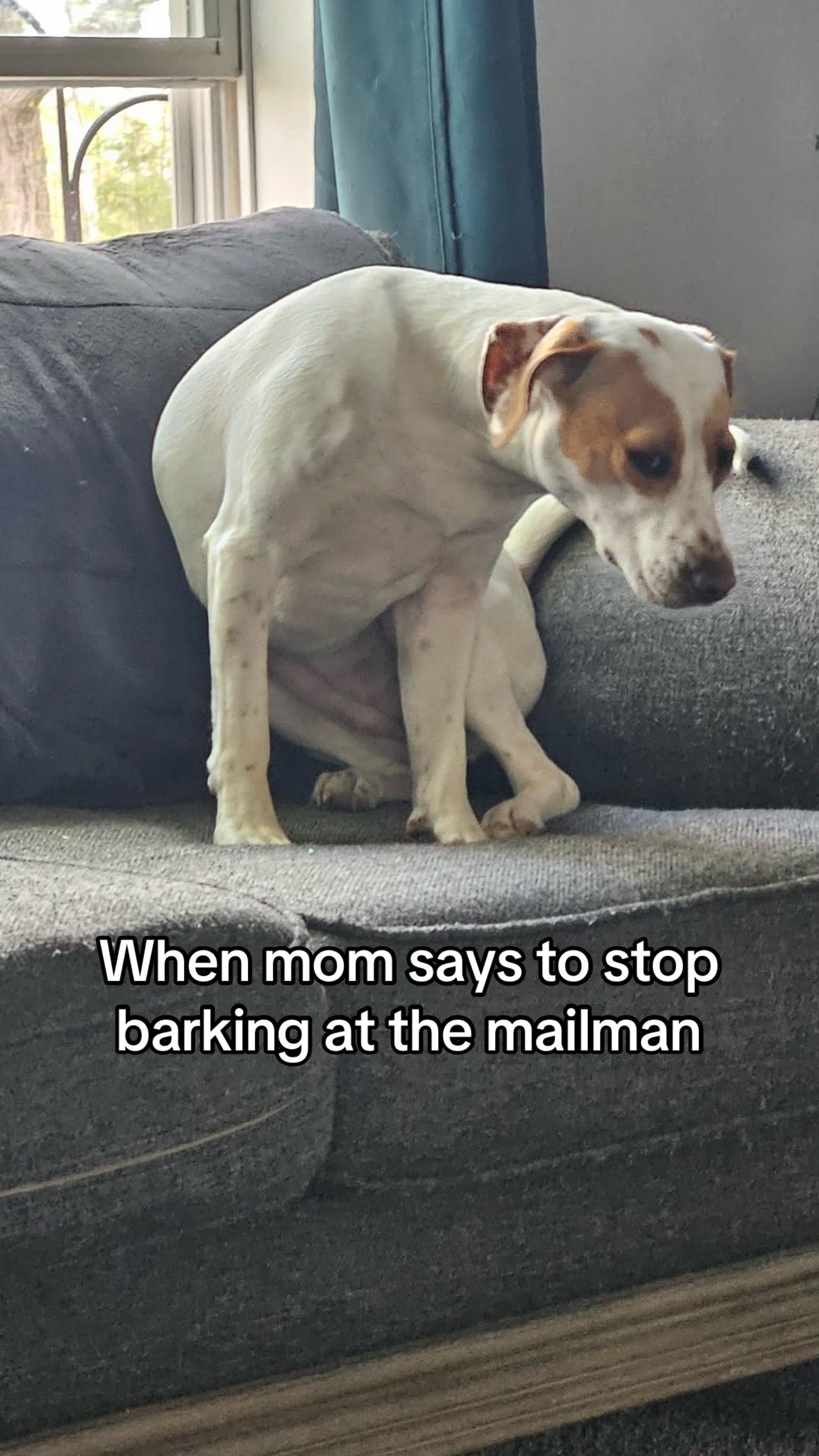 @Sproutie 🐶