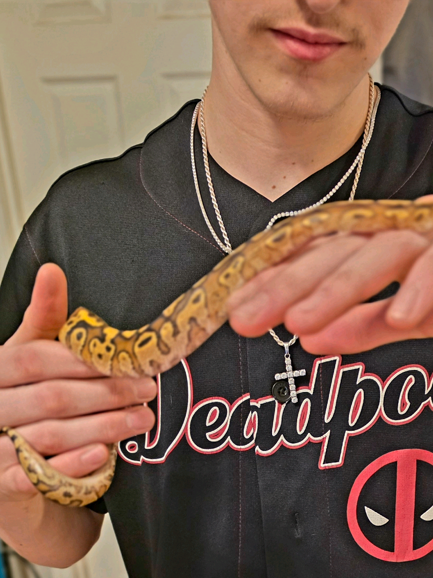 @Elliott Exotics