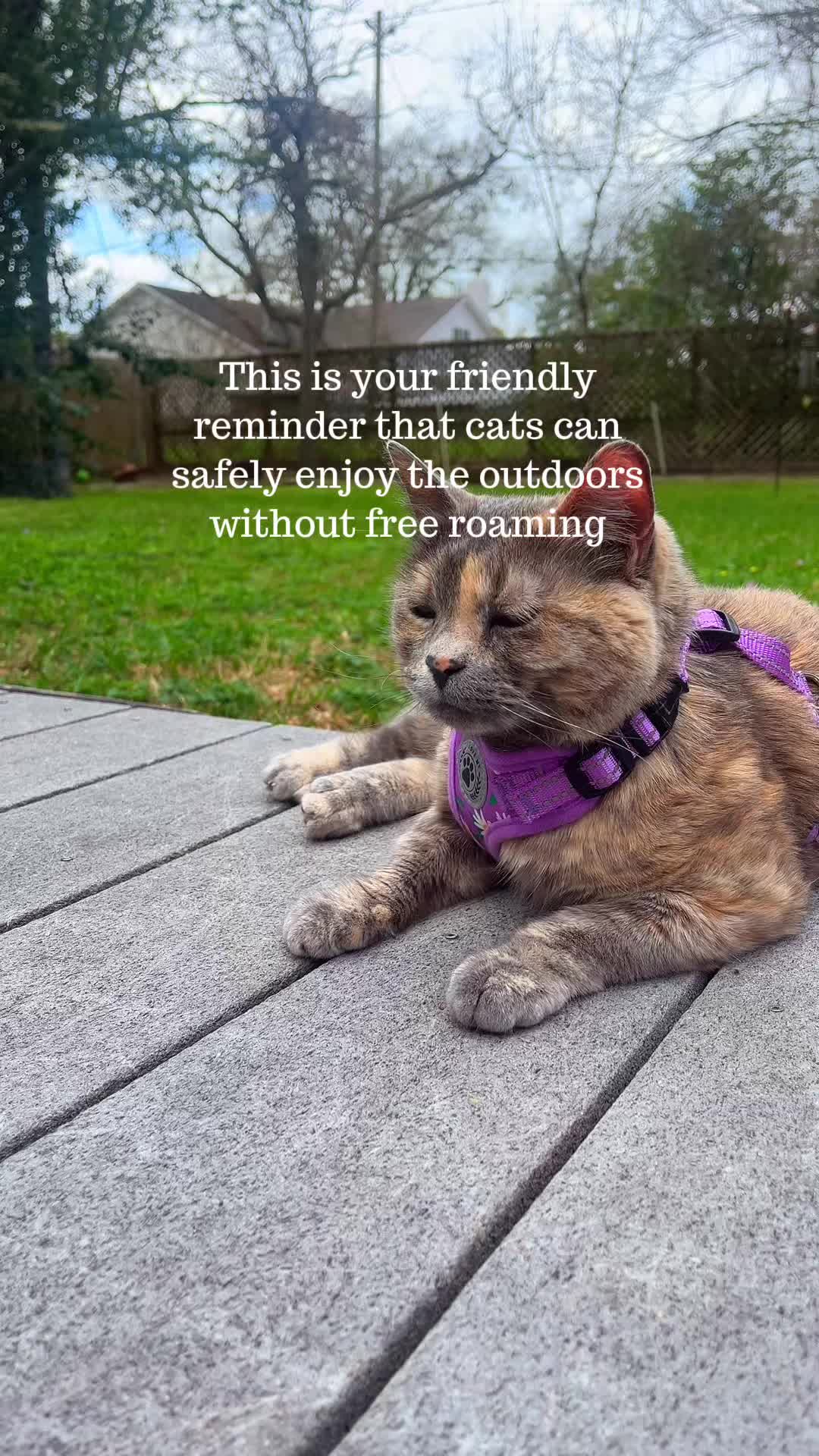 @happyhousecat