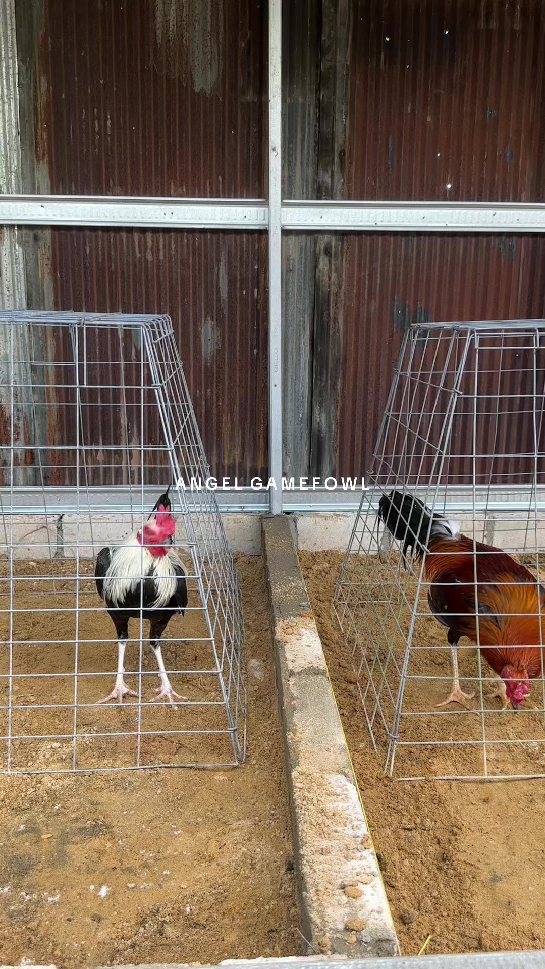 @angelsgamefowl88