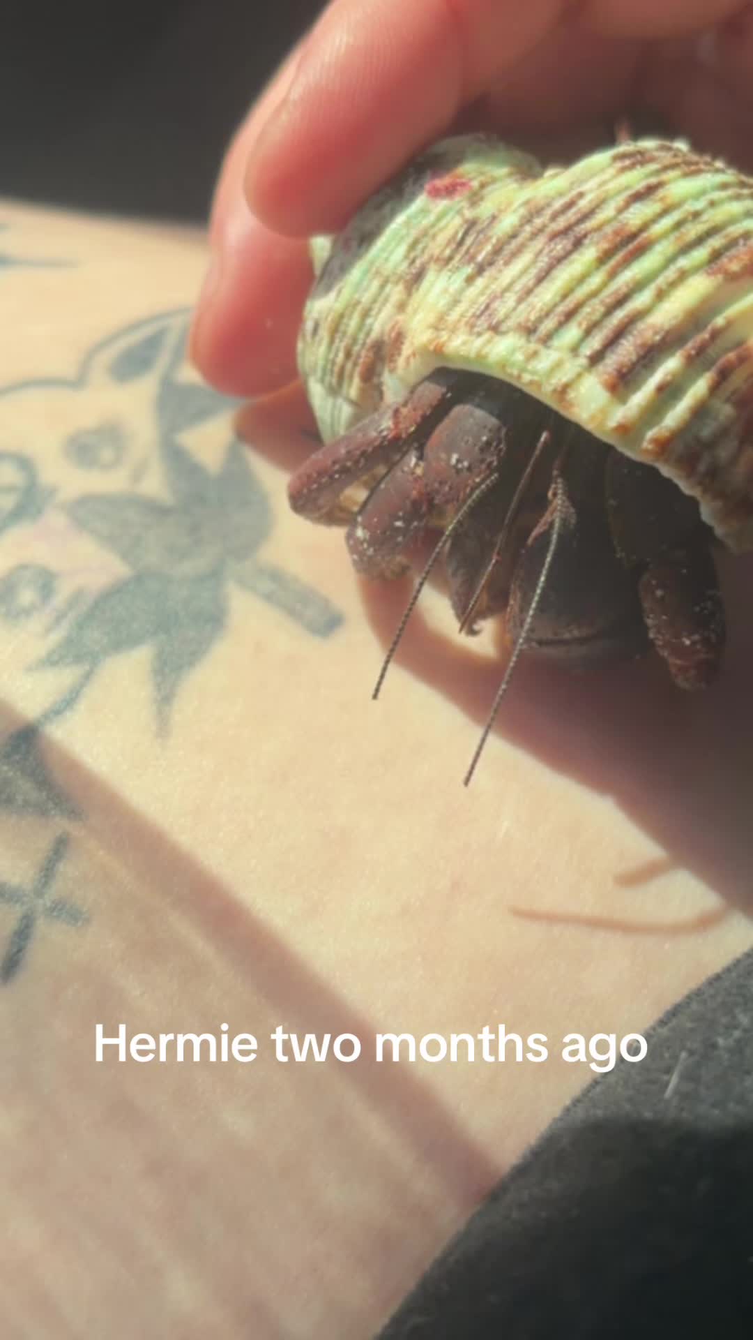 @hermie the hermit crab