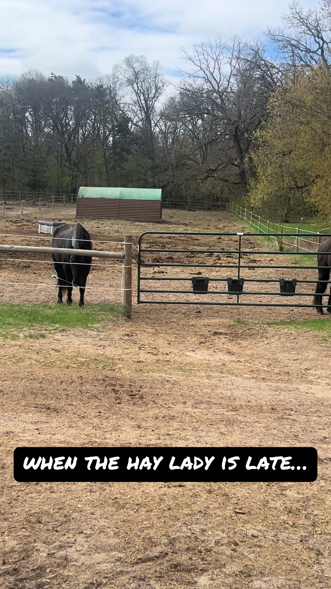 @Spirithorsecentermn