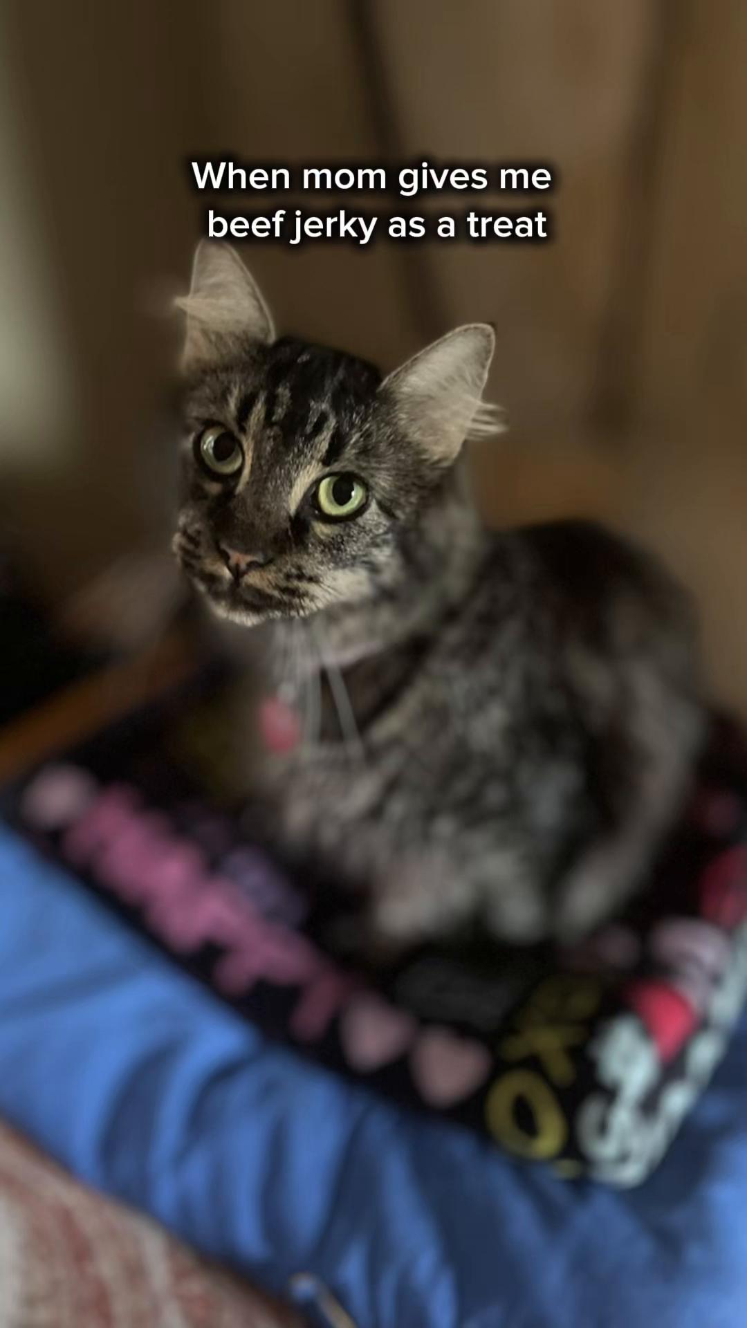@🐈&zwj;⬛ 𝑲 𝒂 𝒕 𝒊 𝒆 🐈&zwj;⬛