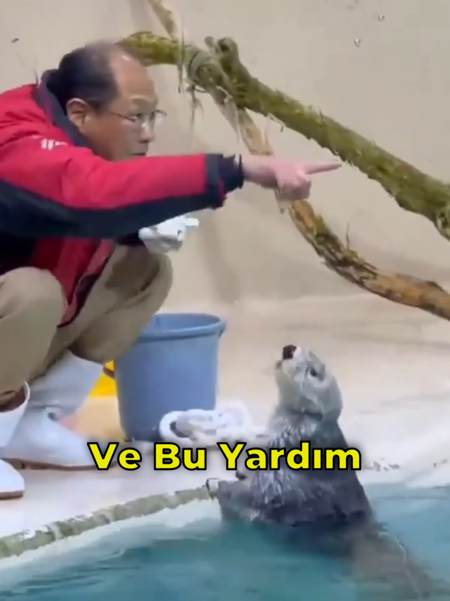 @Dahi Şort