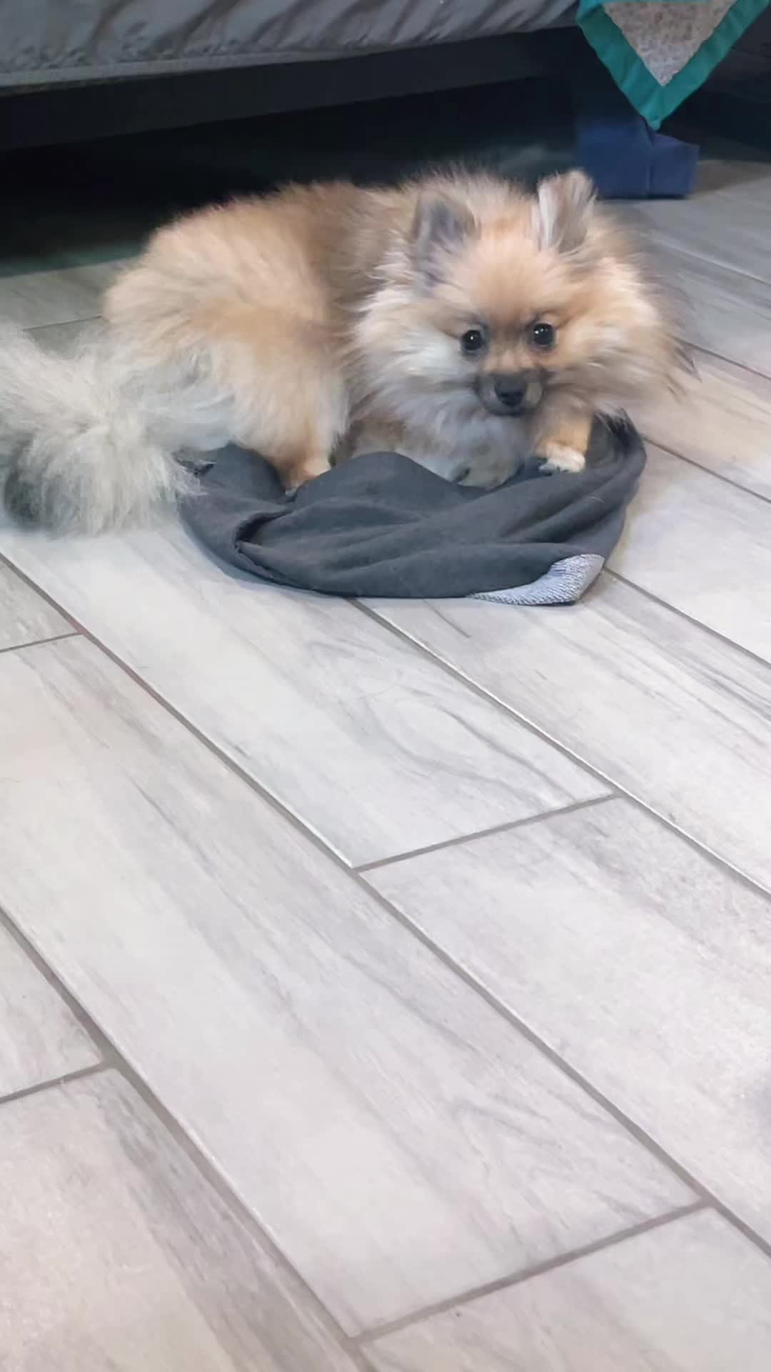 @the_fluffy_doggies