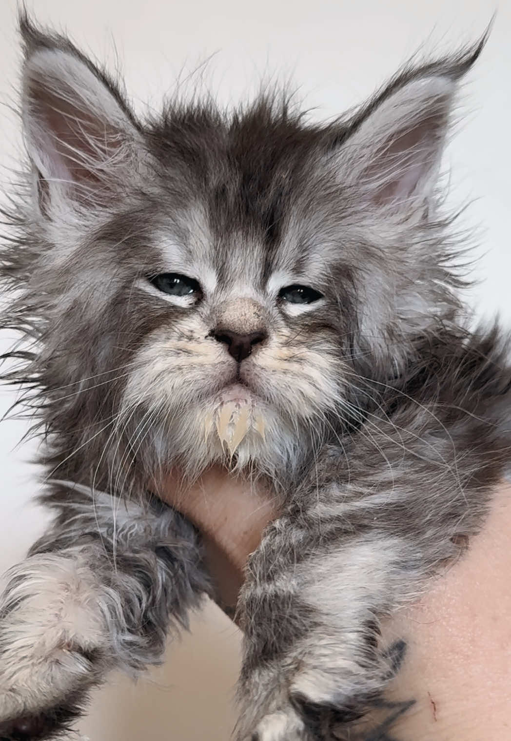 @MidwestGiantsMaineCoonCattery