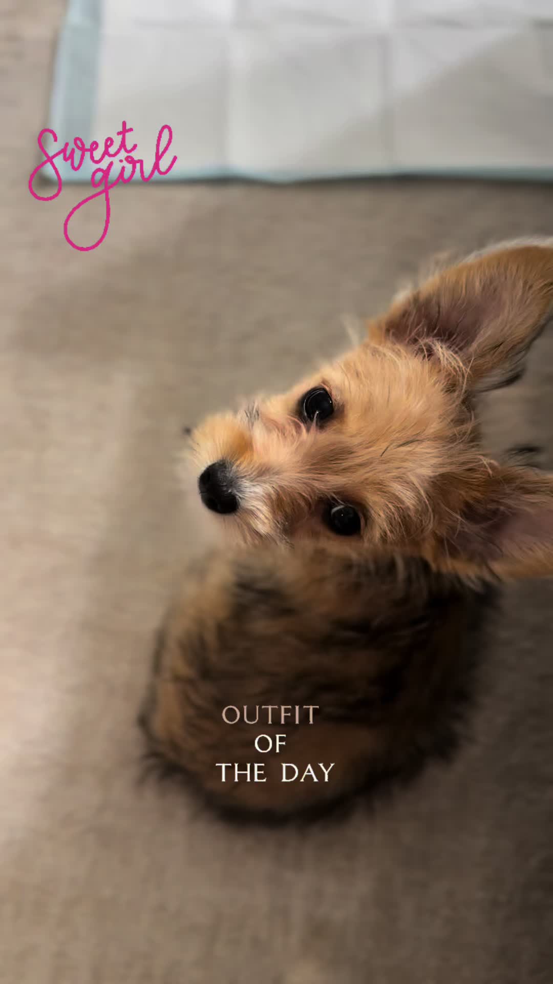 @Puppy Mynnie (Podlee + Cogi)