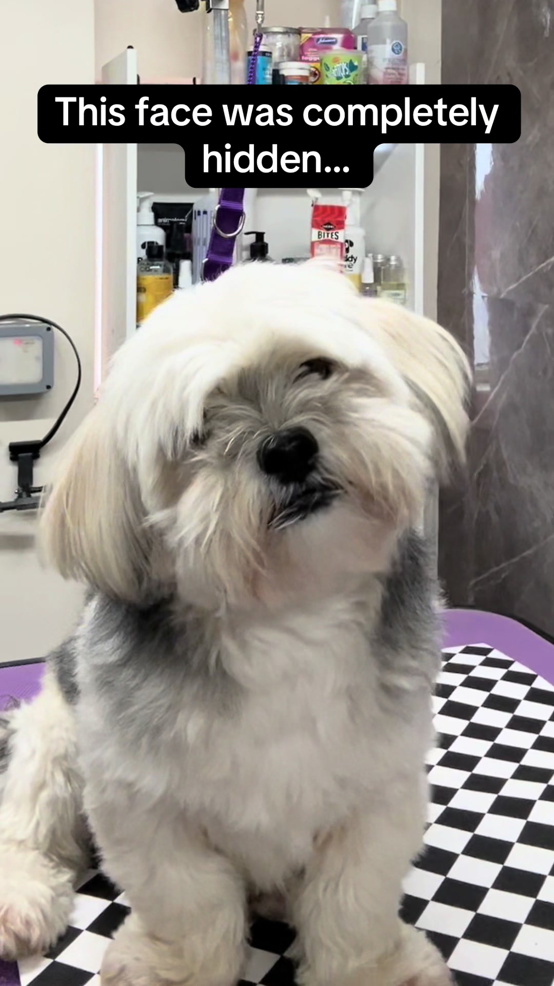 @Poochiepoosdoggrooming2