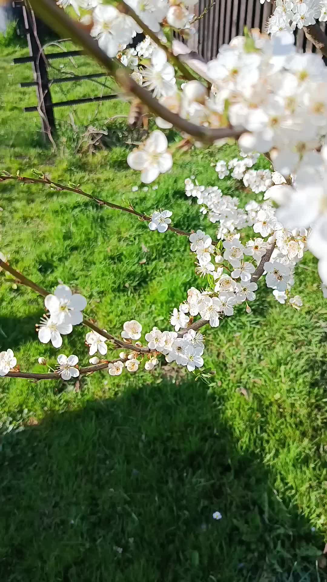 @meva77