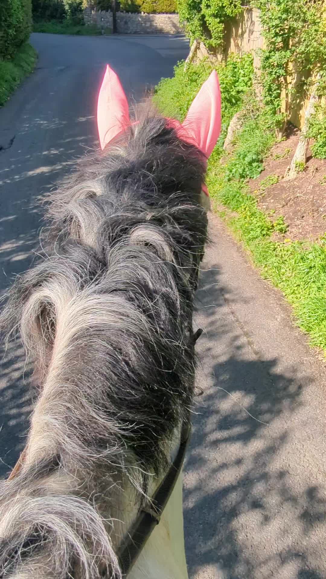 @ZB Equestrian