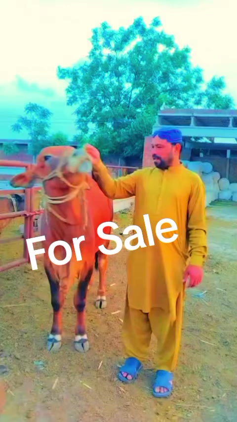 @Noman Khan