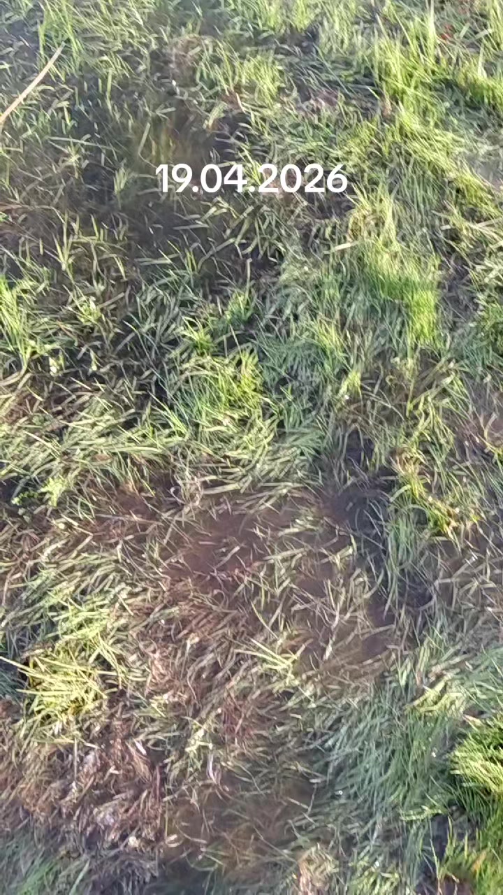@рыб@чок