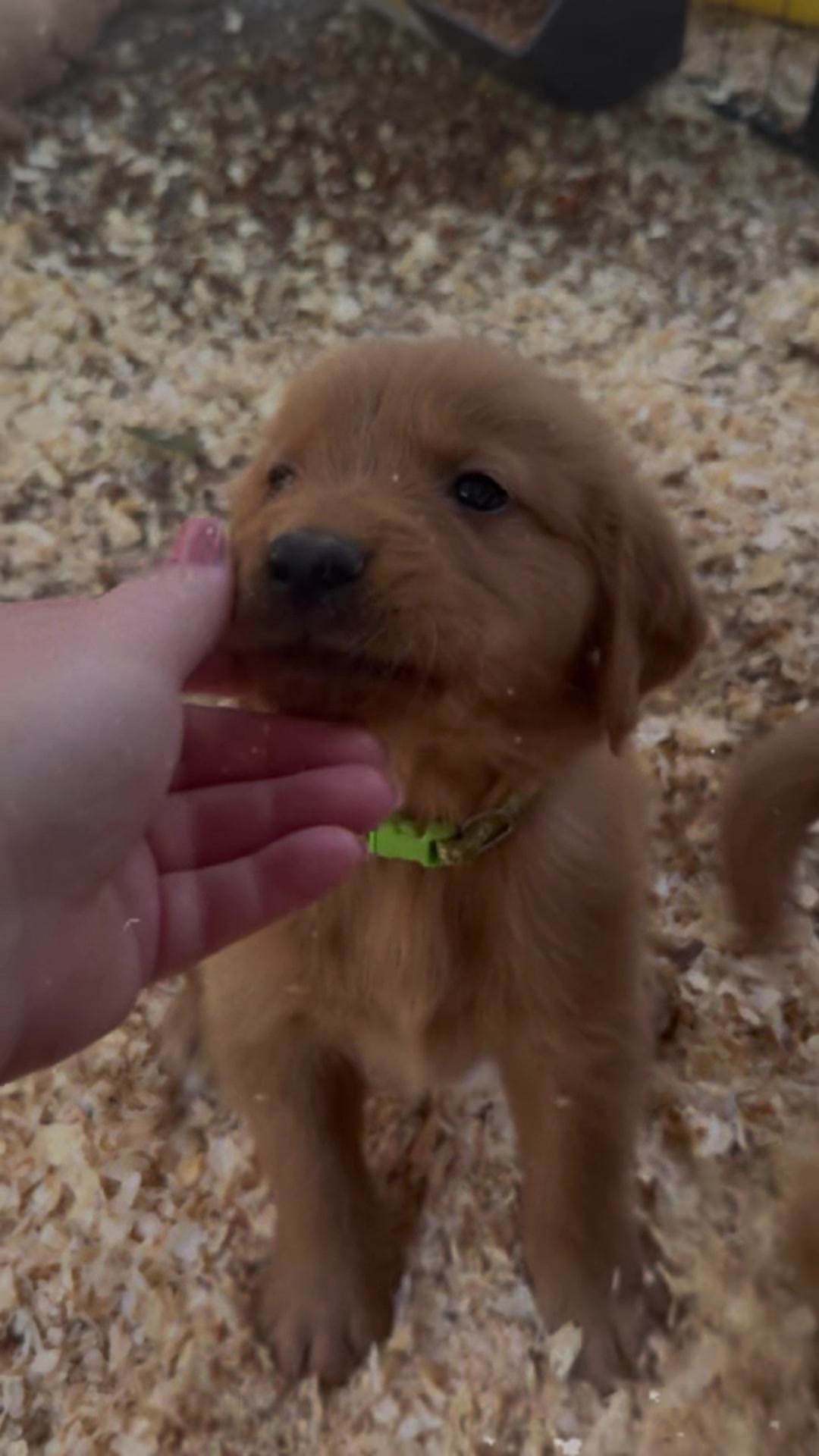 @NashTheGolden