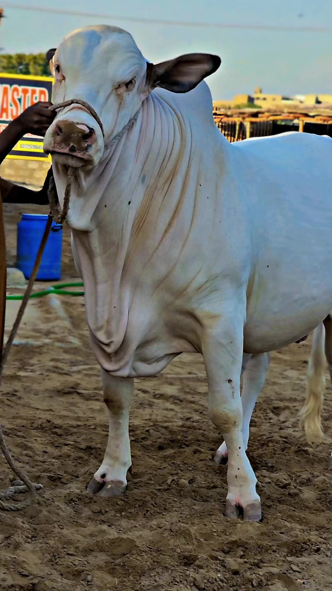 @Master Cattle Farm