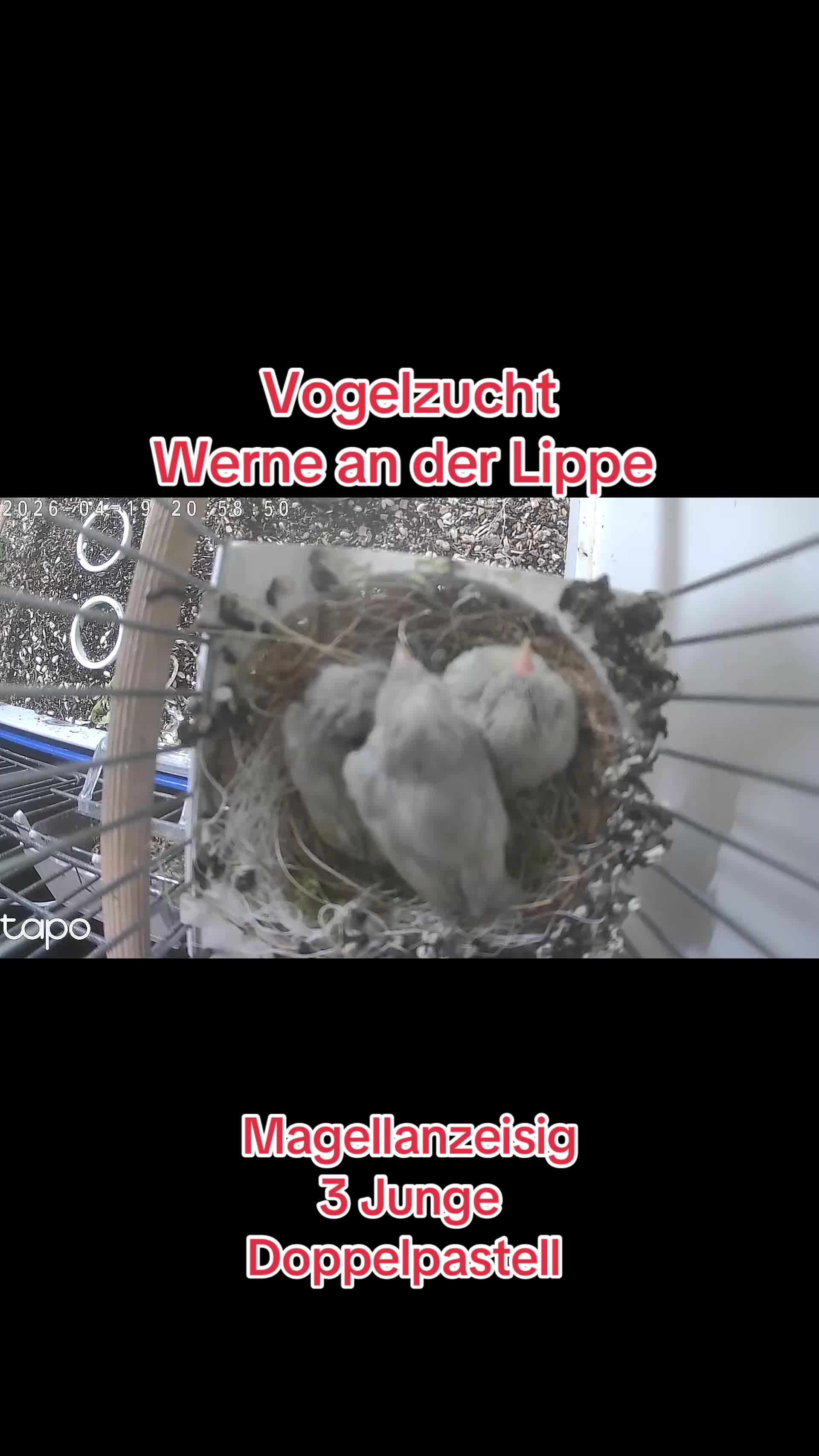 @Vogelzucht Werne an der Lippe