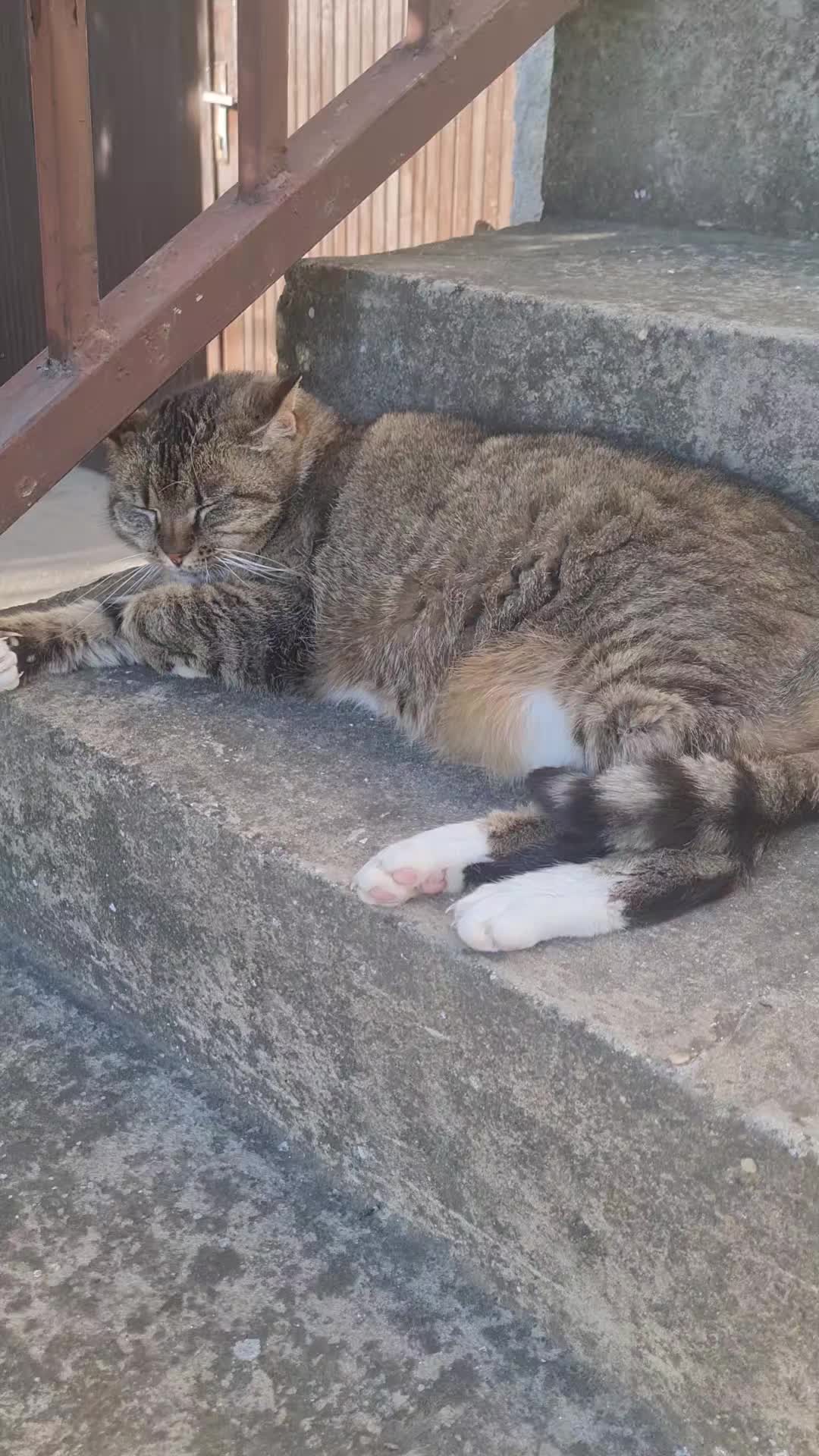 @Cat World