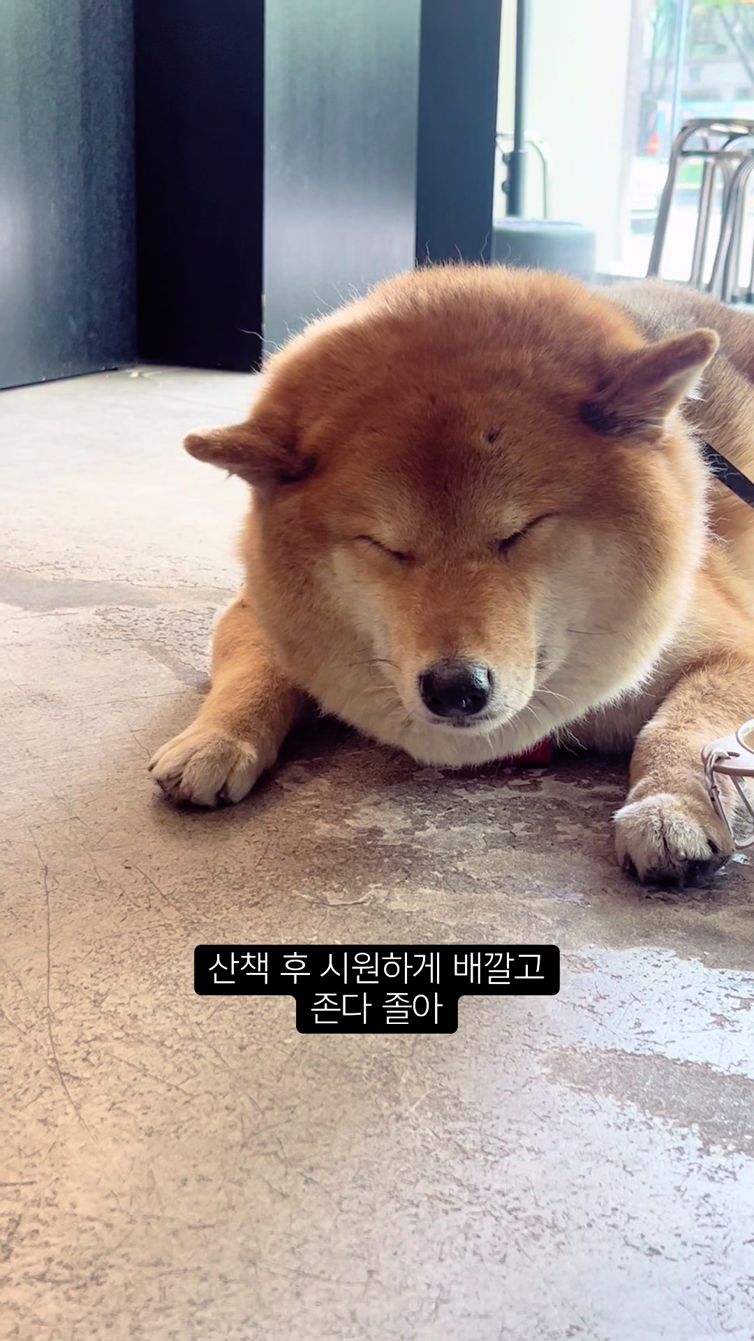 @틱톡하는시바🐕