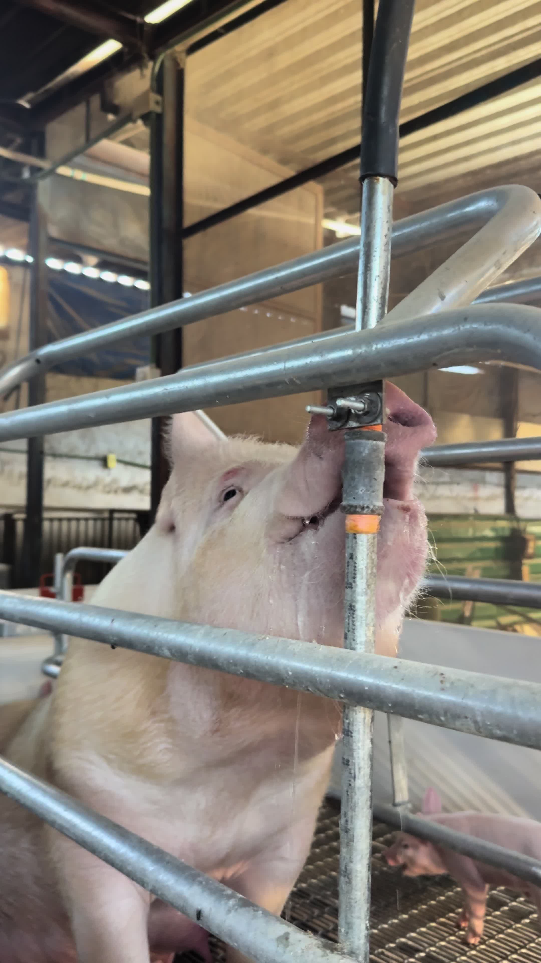 @Alan Garc&iacute;a 🇲🇽🐷🐖🐽