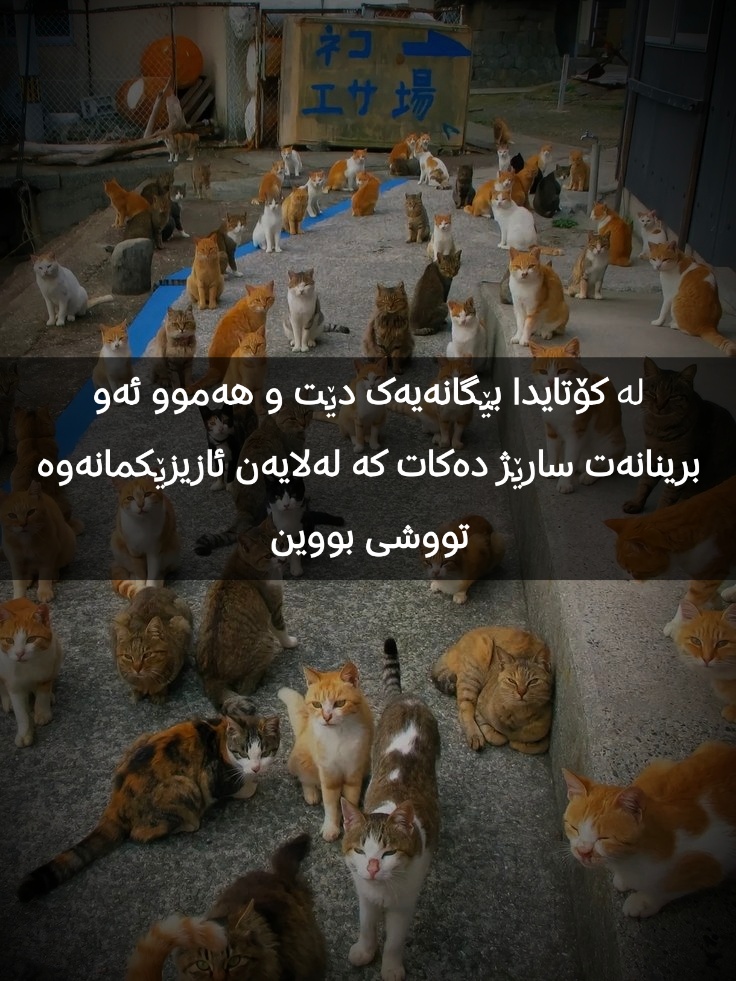 @تیـانـا❤🐈