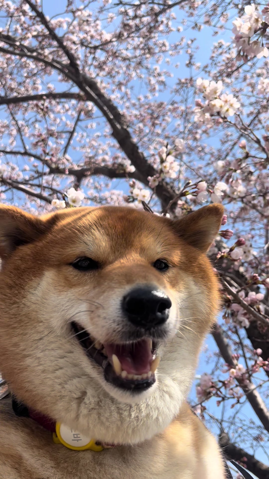 @틱톡하는시바🐕