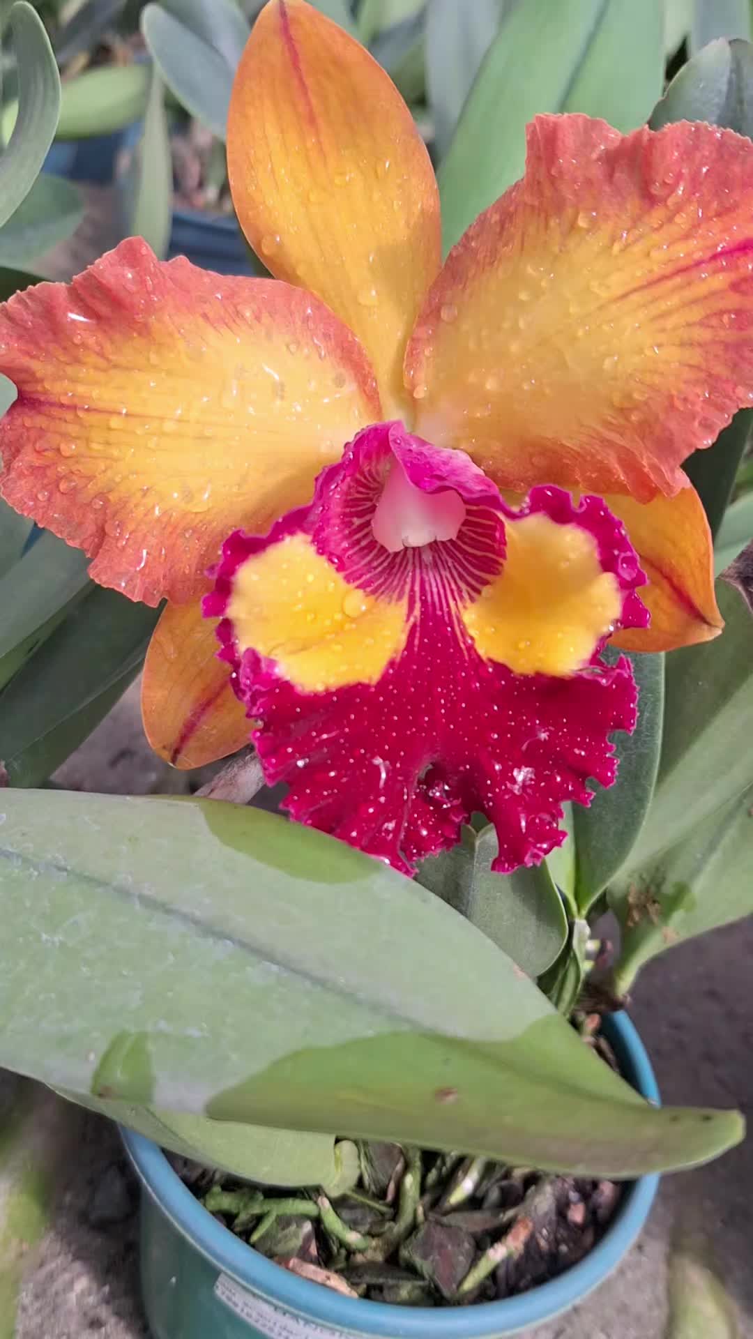@Orquid&aacute;rio Fernando